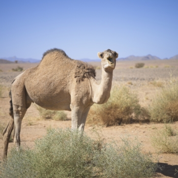 251025 Tuareg 113619 4 www