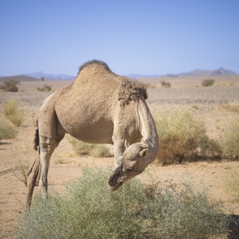 251025 Tuareg 113635 4 www