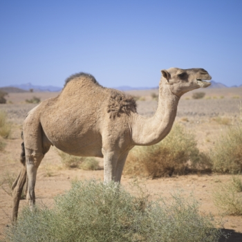251025 Tuareg 113711 4 www
